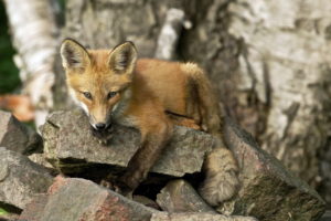 animals, Fox, Wildlife, Predator, Scavenger, Face, Eyes, Stare, Rocks, Kit, Fur