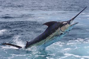 fishing, Fish, Sport, Water, Fishes, Ocean, Sea, Marlin, Battle