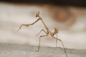 insects, Mantis, Mante, Religieuse, Nature, Macro, Closeup, Zoom