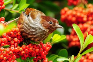 young, Bird