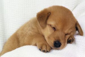 nature, Animals, Dogs, Sleeping