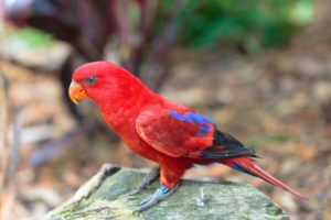 lory, Parrot, Bird, Tropical,  3