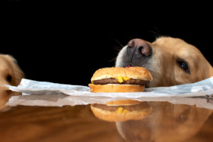 animals, Dogs, Food, Burger, Humor, Funny