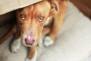 pov, Eyes, Face, Dogs, Puppy