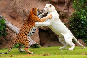 tiger, Cat, Predator, Cats, Fantasy, Asian, Oriental, Nature, Jungle