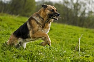 perro, Pastor, Aleman, Corriendo