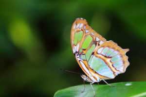 butterfly, Nature, Insects, Macro, Zoom, Close up, Wallpaper