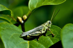 grasshopper, Insect