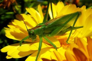 grasshopper, Insect