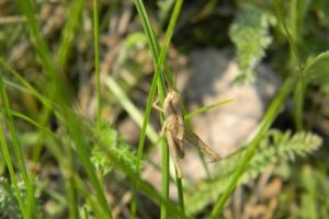 grass, Grasshopper, Insect