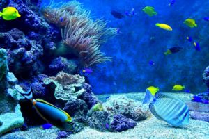 fish, Fishes, Underwater, Ocean, Sea, Sealife, Nature