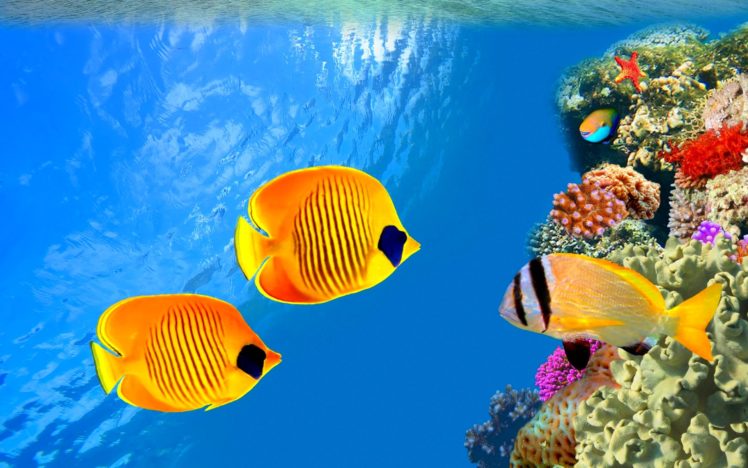 fish, Fishes, Underwater, Ocean, Sea, Sealife, Nature HD Wallpaper Desktop Background