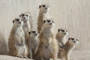 meerkats, Meerkat