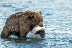 animals, Bear, Fishes, Water, River, Predator, Nature, Wildlife, Fishing, Hunt