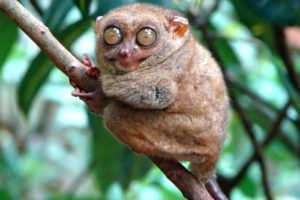 mammals, Tarsiers