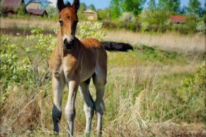 horses