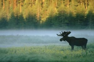 mist, Wyoming, Standing, Yellowstone, National, Park