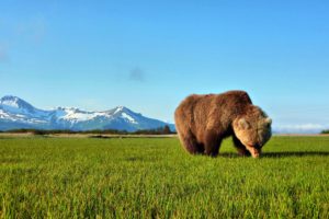 bear, Sniffing, The, Grass