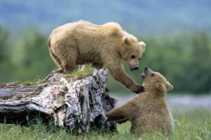 bears, Bears, Playing