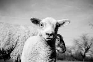 lamb, Bw