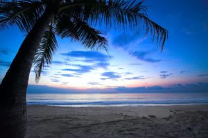 cloudy, Sky, Weeping, Palm, Tree, Tropical, Sunset, Caribbean, Ocean