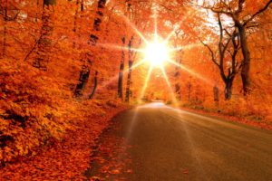 autumn, Fall, Landscape, Nature, Tree, Forest, Leaf, Leaves, Path, Trail