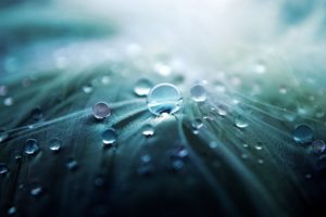 macro, Water, Drops, Feathers