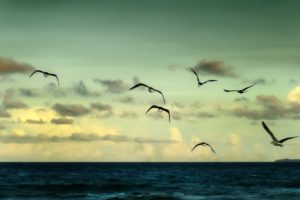 river, Ocean, Sea, Sea, Landscape, Water, Gulls, Nature, Ocean