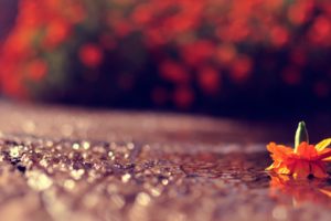 flowers, Macro, Ground