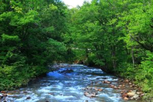 river, Between, Trees