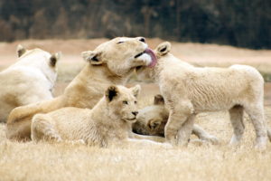 lions, Animals, Cats, Predators, Babies, Cubs, Mother, Family, Siblings, Face, Whiskers, Fur, Africa, Landscapes, Wildlife, Natue, Fields, Grass