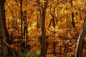 trees, Autumn, Leaves