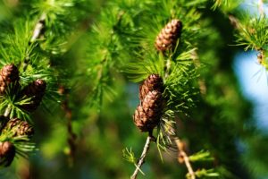 nature, Trees, Cones