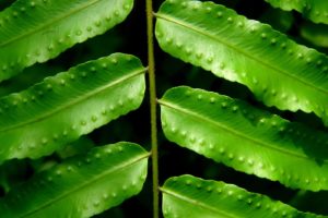 green, Nature, Leaves, Ferns