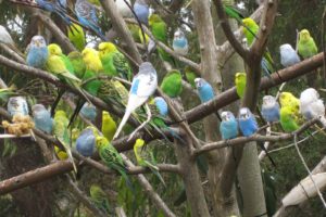 parakeet, Budgie, Parrot, Bird, Tropical,  34