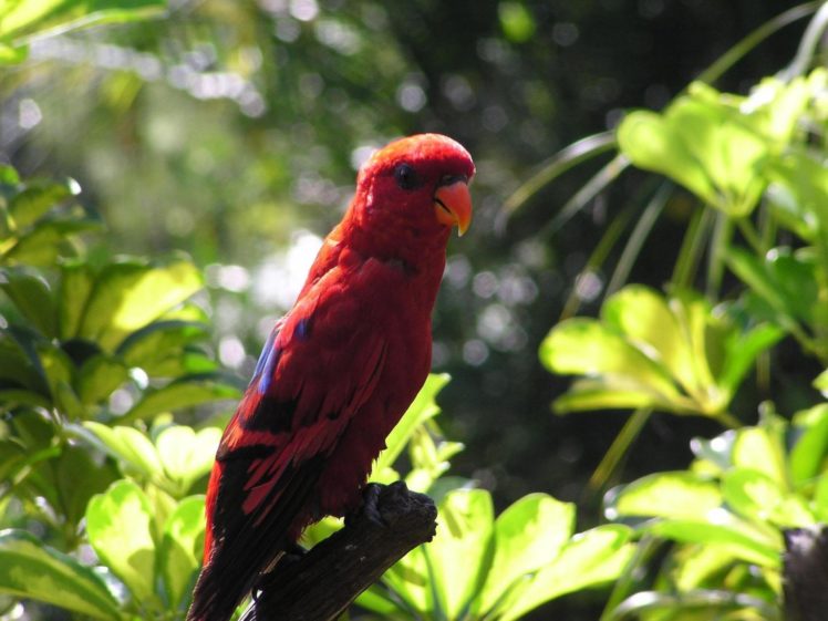 lory, Parrot, Bird, Tropical,  33 HD Wallpaper Desktop Background