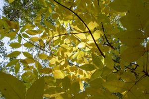 trees, Nature, Plant, Tree, Woods, Green, Yellow, Colors, Forest, Wood