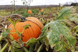 pumpkin, Patch, Halloween, Autumn