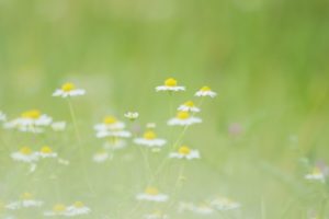 flower, Nature, Plant, Beautiful, Colorful, Flowers