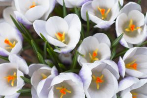 flowers, Crocus, White, Flowers