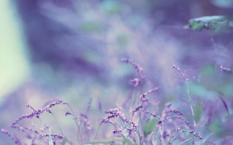 lavender HD Wallpaper Desktop Background