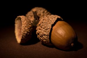 acorn