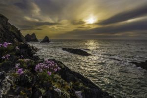 sea, Rocks, Sunset, Flower, Coast, Ocean