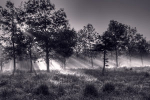 trees, Sunlight, Bw, Black, White, Monochrome, Sunrise, Dew, Beams, Rays