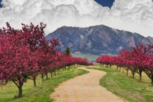 tree, Beauty, Nature, Beautiful, Flower, Pink, Sakura, Mountain, Sky, Clouds