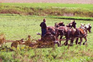 agricultor, Caballos, Trabajando