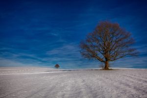 winter, Snow, Landscape, Nature