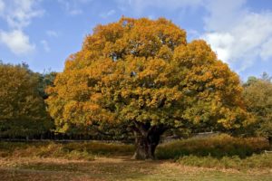 arbol, Otoa