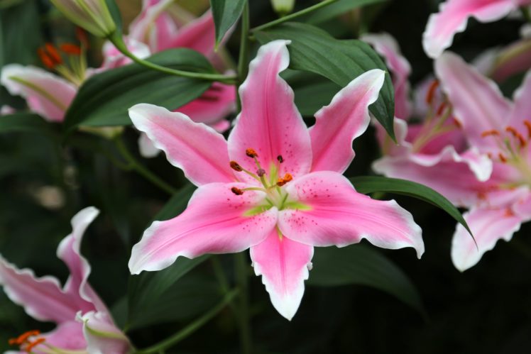 lily, Petals, Close up HD Wallpaper Desktop Background