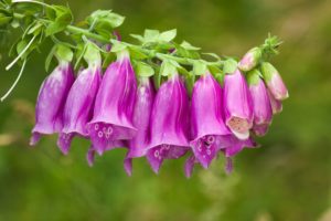 foxglove, Digitalis, Macro